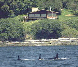 Orca Survey