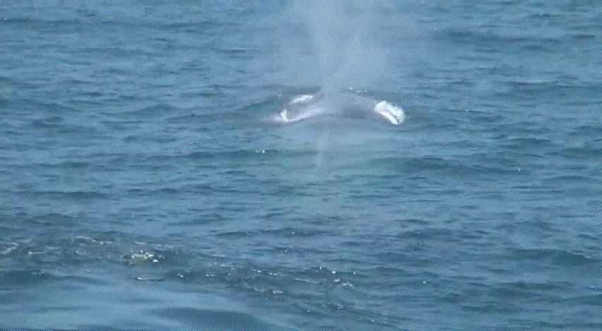 Amazing Blue Whale Footage Off Long Beach 