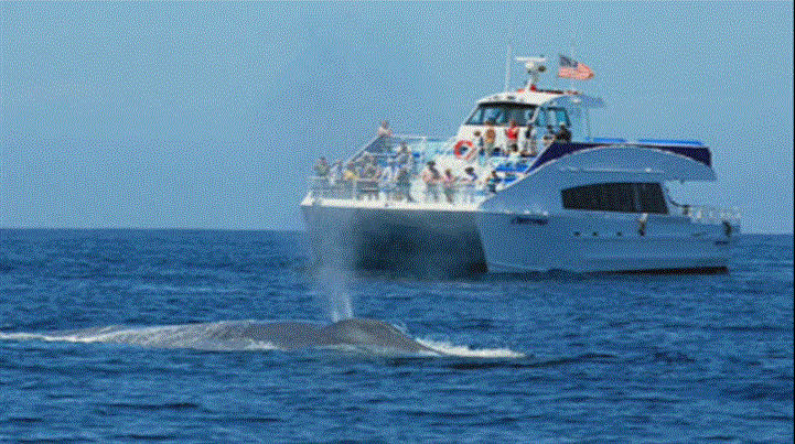 Gray whales at Harbor Breeze Cruises in Long Beach