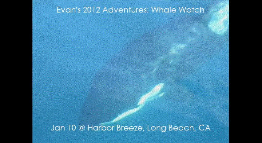 Whale Watch @ Harbor Breeze, Long Beach, CA