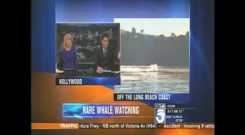 Harbor Breeze Cruises Whale Watching with Gayle Anderson KTLA 5