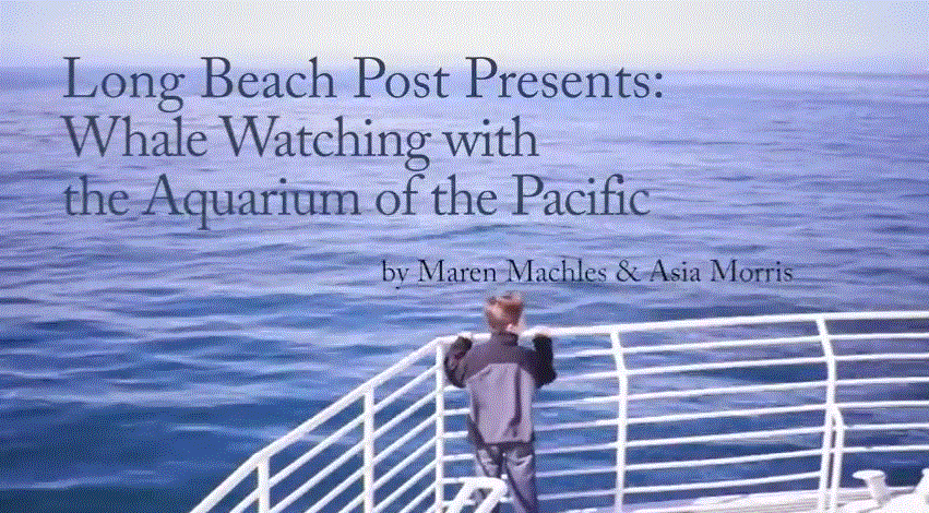 Whale Watching with the Aquarium of the Pacific