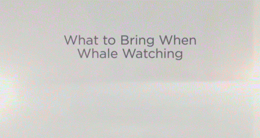 What to bring when Whale Watching