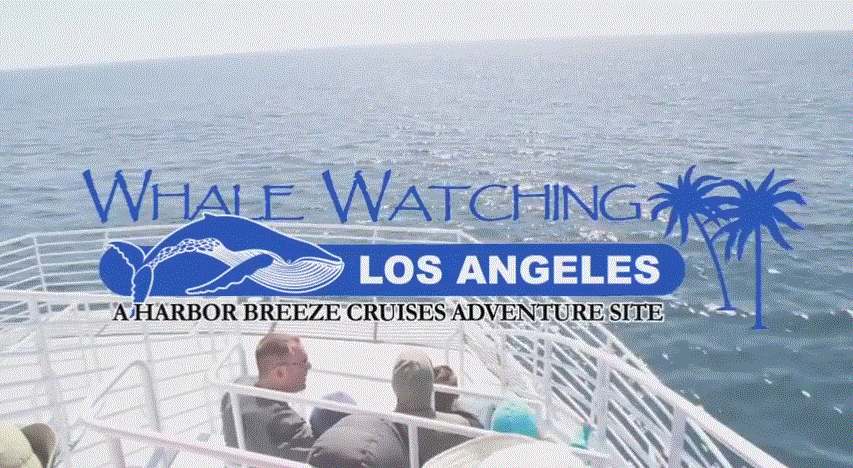 Whale Watching in LA